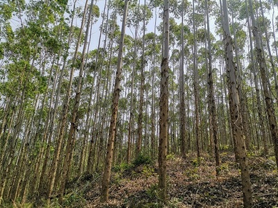 高峰林場上半年完成木材銷售任務(wù)85%，多元經(jīng)營助力穩(wěn)健發(fā)展